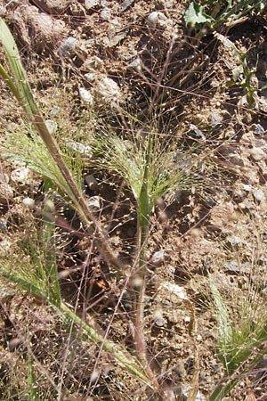 Panicum capillare \ Haarstige Rispen-Hirse / Witchgrass, D Heidelberg 22.8.2012