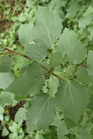 Populus tremula \ Zitter-Pappel, Espe / Aspen, D Obernburg am Main 25.6.2016