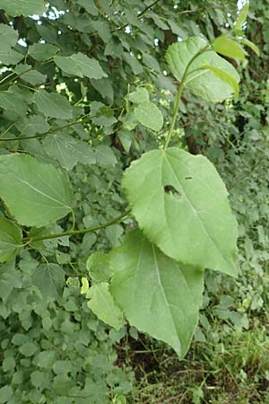 Populus tremula \ Zitter-Pappel, Espe / Aspen, D Obernburg am Main 25.6.2016