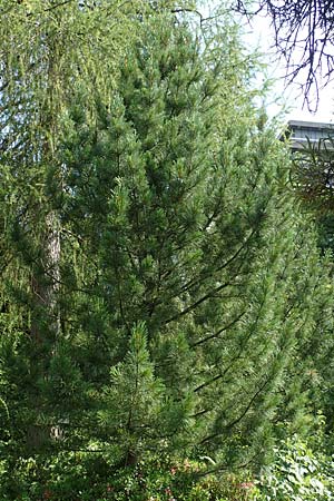 Pinus cembra \ Zirbel-Kiefer, Arve / Arolla Pine, Swiss Stone Pine, D Botan. Gar.  Universit.  Tübingen 6.6.2018