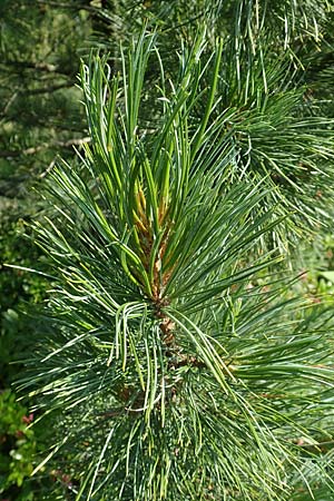 Pinus cembra \ Zirbel-Kiefer, Arve / Arolla Pine, Swiss Stone Pine, D Botan. Gar.  Universit.  Tübingen 6.6.2018