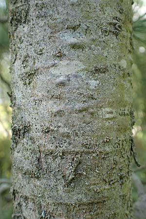 Pinus cembra \ Zirbel-Kiefer, Arve / Arolla Pine, Swiss Stone Pine, D Botan. Gar.  Universit.  Tübingen 6.6.2018