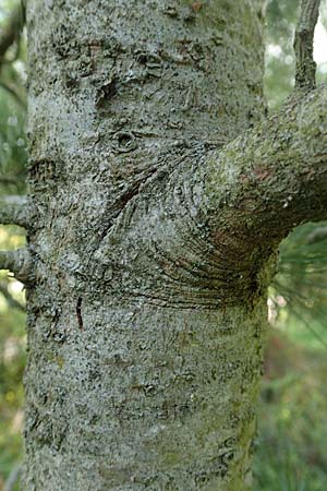 Pinus cembra \ Zirbel-Kiefer, Arve / Arolla Pine, Swiss Stone Pine, D Botan. Gar.  Universit.  Tübingen 6.6.2018