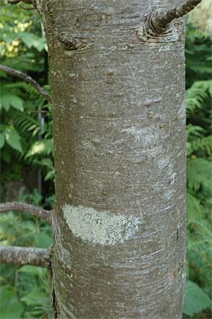 Pinus cembra \ Zirbel-Kiefer, Arve / Arolla Pine, Swiss Stone Pine, D Botan. Gar.  Universit.  Tübingen 6.6.2018