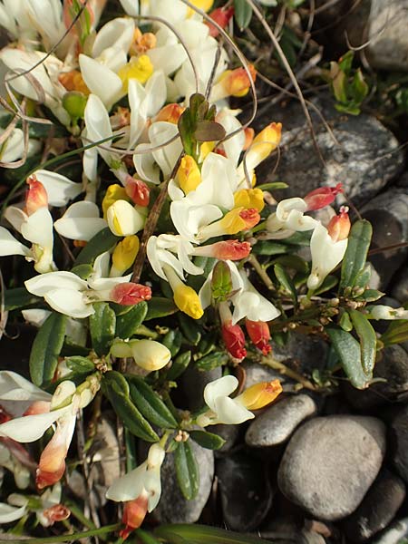 Polygala chamaebuxus \ Buchs-Kreuzblume, Buchs-Kreuzblmchen / Shrubby Milkwort, D Eching 2.5.2019