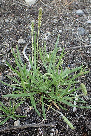 Plantago coronopus subsp. coronopus, Krähenfuß-Wegerich