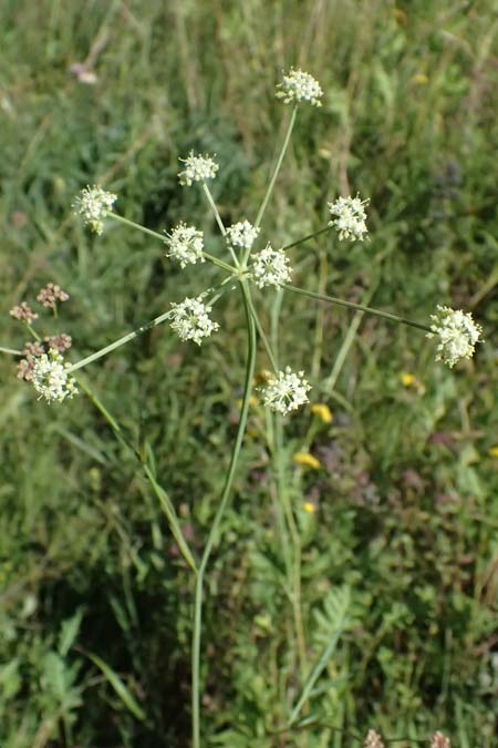 Peucedanum carvifolia \ Kmmel-Haarstrang / Caraway Milk Parsley, D Landau an der Isar 13.8.2024