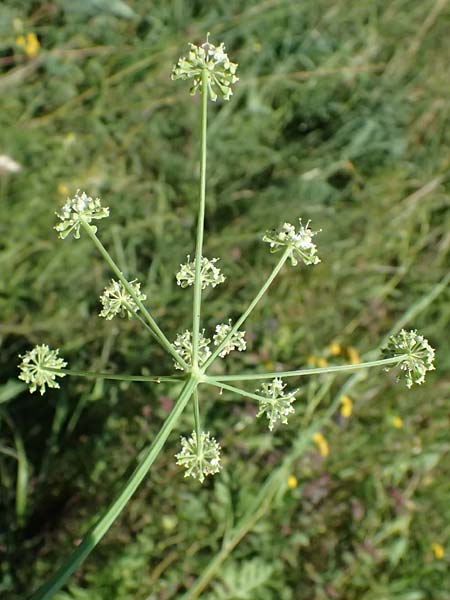 Peucedanum carvifolia \ Kmmel-Haarstrang / Caraway Milk Parsley, D Landau an der Isar 13.8.2024