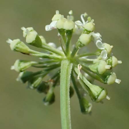 Peucedanum carvifolia \ Kmmel-Haarstrang / Caraway Milk Parsley, D Landau an der Isar 13.8.2024
