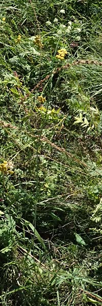 Peucedanum carvifolia \ Kmmel-Haarstrang / Caraway Milk Parsley, D Landau an der Isar 13.8.2024