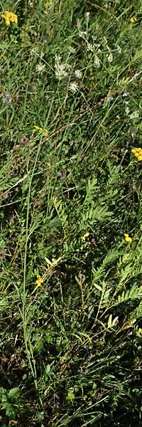 Peucedanum carvifolia \ Kmmel-Haarstrang / Caraway Milk Parsley, D Landau an der Isar 13.8.2024
