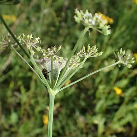 Peucedanum carvifolia \ Kmmel-Haarstrang / Caraway Milk Parsley, D Landau an der Isar 13.8.2024
