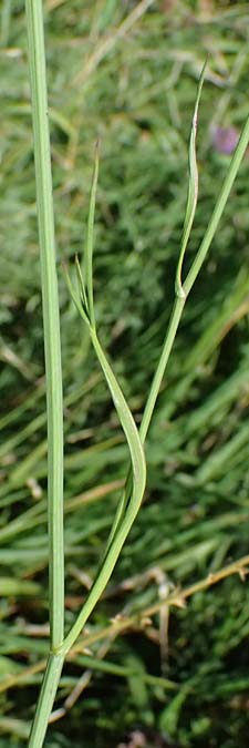 Peucedanum carvifolia \ Kmmel-Haarstrang / Caraway Milk Parsley, D Landau an der Isar 13.8.2024
