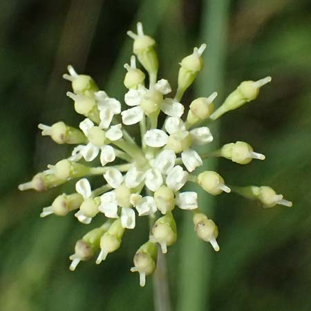Peucedanum carvifolia \ Kmmel-Haarstrang / Caraway Milk Parsley, D Landau an der Isar 13.8.2024