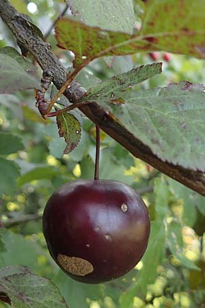 Prunus cerasifera \ Kirschpflaume / Cherry Plum, D Hemsbach 2.9.2024
