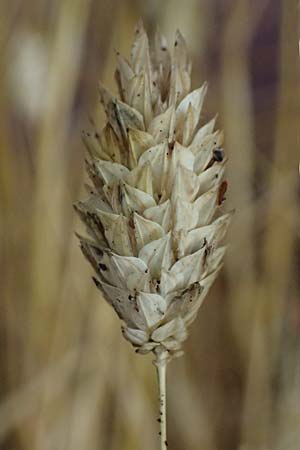 Phalaris canariensis \ Echtes Glanzgras, Kanariengras / Canary Grass, D Hamm 1.9.2026