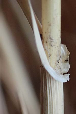 Phalaris canariensis \ Echtes Glanzgras, Kanariengras / Canary Grass, D Hamm 1.9.2026