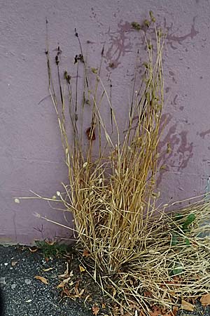 Phalaris canariensis \ Echtes Glanzgras, Kanariengras / Canary Grass, D Hamm 1.9.2026