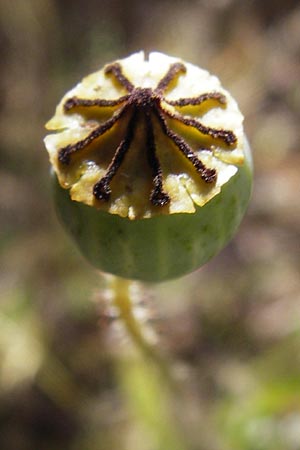 Papaver rhoeas \ Klatsch-Mohn / Common Poppy, D Mühlacker-Großglattbach 6.7.2015