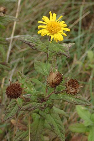 Pulicaria dysenterica \ Groes Flohkraut / Common Fleabane, D Sachsen-Anhalt, Sülzetal-Sülldorf 27.9.2020