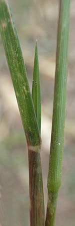 Panicum dichotomiflorum \ Gabelstige Rispen-Hirse / Fall Panicgrass, D Baden-Baden 3.9.2022