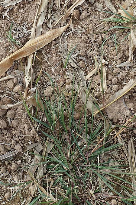 Panicum dichotomiflorum \ Gabelstige Rispen-Hirse / Fall Panicgrass, D Baden-Baden 3.9.2022