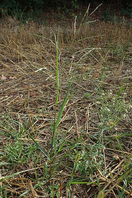 Panicum dichotomiflorum \ Gabelstige Rispen-Hirse / Fall Panicgrass, D Baden-Baden 3.9.2022