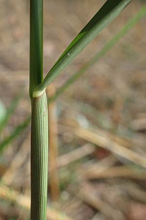 Panicum dichotomiflorum \ Gabelstige Rispen-Hirse / Fall Panicgrass, D Baden-Baden 3.9.2022