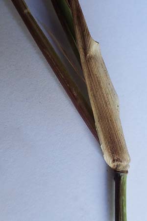 Panicum dichotomiflorum \ Gabelstige Rispen-Hirse / Fall Panicgrass, D Baden-Baden 4.9.2022