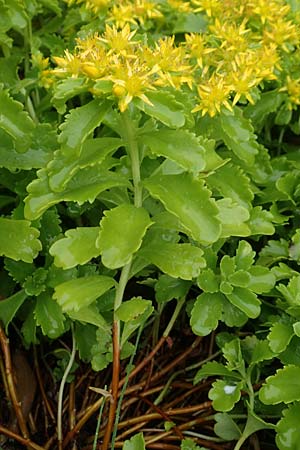 Sedum ellacombeanum, Gelbgrüne Asienfetthenne