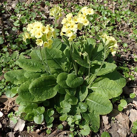 Primula elatior \ Hohe Schlsselblume, Wald-Primel / Ox-lip, D Rheinhessen, Wendelsheim 20.4.2021