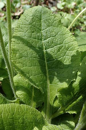 Primula elatior \ Hohe Schlsselblume, Wald-Primel / Ox-lip, D Rheinhessen, Wendelsheim 20.4.2021
