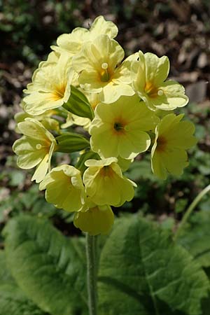 Primula elatior \ Hohe Schlsselblume, Wald-Primel / Ox-lip, D Rheinhessen, Wendelsheim 20.4.2021