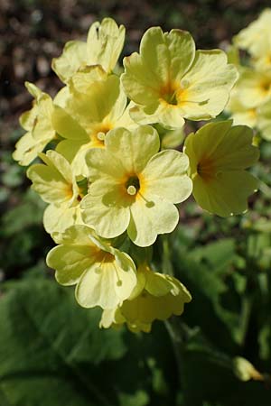 Primula elatior \ Hohe Schlsselblume, Wald-Primel / Ox-lip, D Rheinhessen, Wendelsheim 20.4.2021