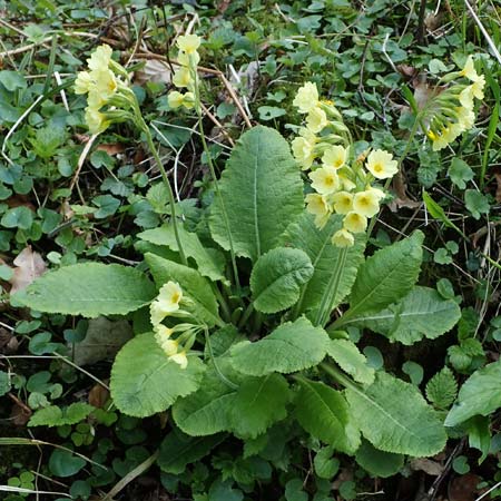 Primula elatior \ Hohe Schlsselblume, Wald-Primel / Ox-lip, D Rheinhessen, Wendelsheim 20.4.2021