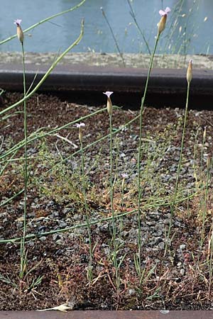 Petrorhagia prolifera, Sprossende Felsennelke, Sprossendes Nelkenköpfchen