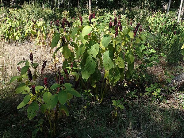 Phytolacca esculenta \ Indische Kermesbeere, Essbare Kermesbeere / Pokeweed, D Mörfelden-Walldorf 14.8.2021