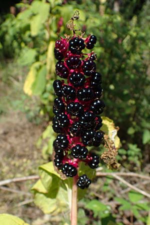 Phytolacca esculenta \ Indische Kermesbeere, Essbare Kermesbeere / Pokeweed, D Mörfelden-Walldorf 14.8.2021