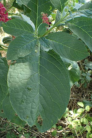 Phytolacca esculenta \ Indische Kermesbeere, Essbare Kermesbeere / Pokeweed, D Mörfelden-Walldorf 14.8.2021