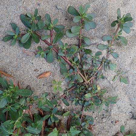Portulaca granulatostellulata \ Granuliertsterniger Portulak / Granulate-Stellate Purslane, D Köln-Zündorf 22.8.2018