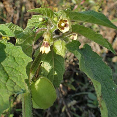 Physalis grisea \ Erdkirsche, Ananaskirsche / Downy Ground Cherry, D Römerberg 18.10.2018