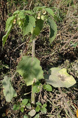Physalis grisea \ Erdkirsche, Ananaskirsche / Downy Ground Cherry, D Römerberg 18.10.2018