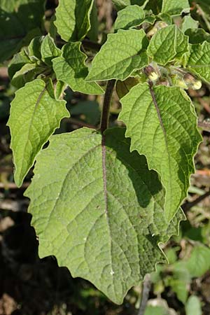 Physalis grisea \ Erdkirsche, Ananaskirsche / Downy Ground Cherry, D Römerberg 18.10.2018