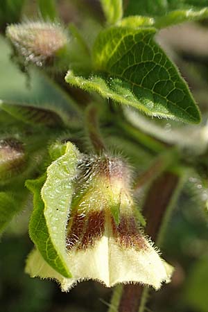 Physalis grisea \ Erdkirsche, Ananaskirsche / Downy Ground Cherry, D Römerberg 18.10.2018