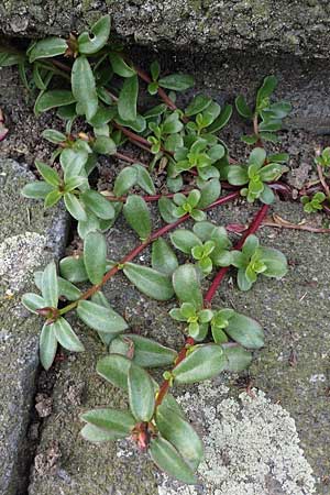 Portulaca grandiflora, Portulak-Röschen