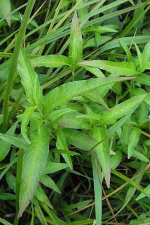 Persicaria hydropiper \ Wasserpfeffer-Knterich, Pfeffer-Knterich / Water-Pepper, D Odenwald, Finkenbach 10.7.2007