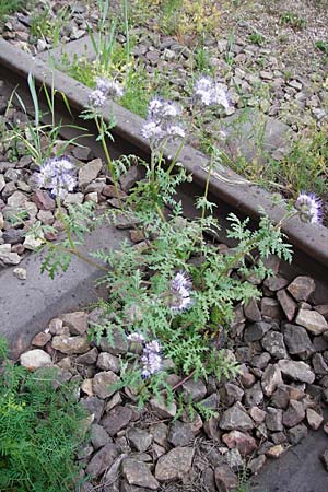Phacelia tanacetifolia \ Bschelschn, Bienenfreund / Phacelia, D Mannheim 13.5.2015