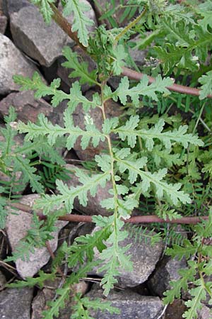 Phacelia tanacetifolia \ Bschelschn, Bienenfreund / Phacelia, D Mannheim 13.5.2015