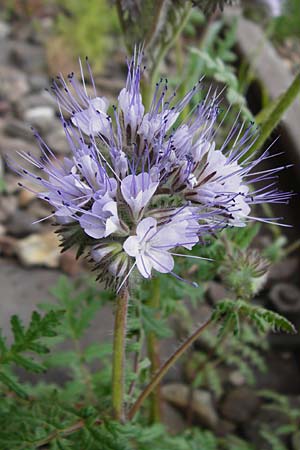 Phacelia tanacetifolia \ Bschelschn, Bienenfreund / Phacelia, D Mannheim 13.5.2015