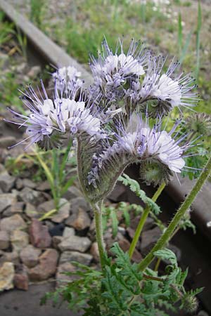 Phacelia tanacetifolia, Bschelschn, Bienenfreund
